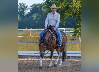 American Paint Horse, Gelding, 7 years, 14.2 hh, Tobiano-all-colors