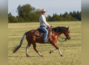 American Paint Horse, Gelding, 7 years, 14.2 hh, Tobiano-all-colors