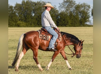 American Paint Horse, Gelding, 7 years, 14.2 hh, Tobiano-all-colors