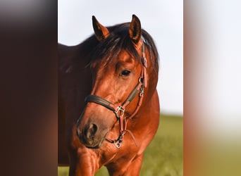 American Paint Horse, Gelding, 7 years, 14.2 hh, Tobiano-all-colors