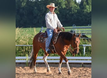 American Paint Horse, Gelding, 7 years, 14.2 hh, Tobiano-all-colors
