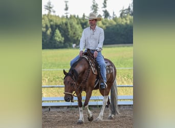 American Paint Horse, Gelding, 7 years, 14.2 hh, Tobiano-all-colors
