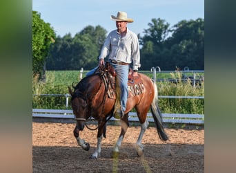 American Paint Horse, Gelding, 7 years, 14.2 hh, Tobiano-all-colors