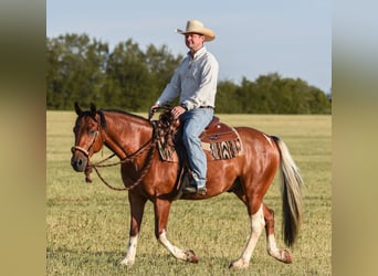 American Paint Horse, Gelding, 7 years, 14.2 hh, Tobiano-all-colors