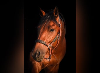 American Paint Horse, Gelding, 7 years, 14.2 hh, Tobiano-all-colors