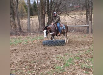 American Paint Horse, Gelding, 7 years, 14 hh, Roan-Blue