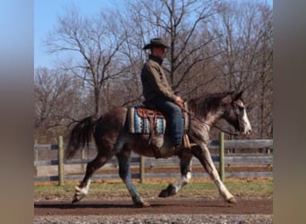 American Paint Horse, Gelding, 7 years, 14 hh, Roan-Blue