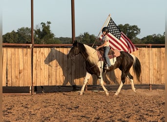 American Paint Horse, Gelding, 7 years, 14,2 hh, Pinto
