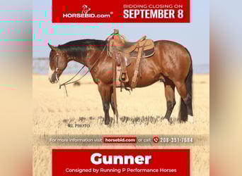 American Paint Horse, Gelding, 7 years, 14,3 hh, Bay