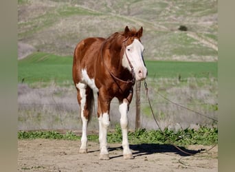 American Paint Horse, Gelding, 7 years, 15.1 hh, Overo-all-colors