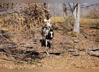 American Paint Horse, Gelding, 7 years, 15.1 hh, Tobiano-all-colors