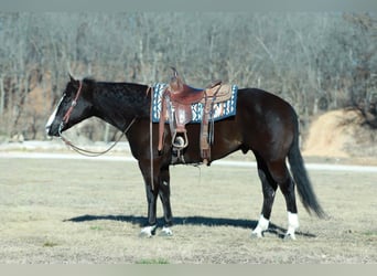 American Paint Horse, Gelding, 7 years, 15.2 hh, Black