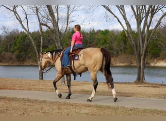 American Paint Horse, Gelding, 7 years, 15.2 hh, Buckskin