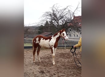 American Paint Horse, Gelding, 7 years, 15.2 hh, Overo-all-colors