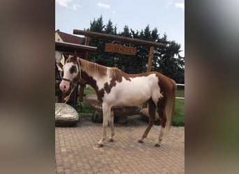 American Paint Horse, Gelding, 7 years, 15.2 hh, Overo-all-colors