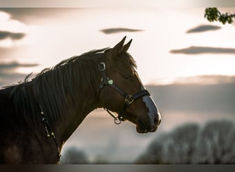 American Paint Horse, Gelding, 7 years, 15 hh, Brown