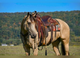 American Paint Horse, Gelding, 7 years, 15 hh, Buckskin