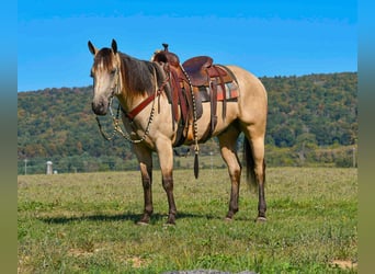 American Paint Horse, Gelding, 7 years, 15 hh, Buckskin