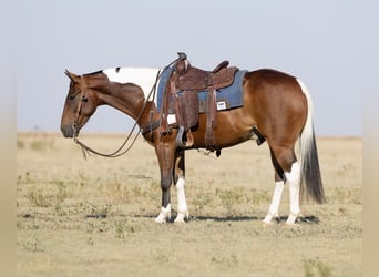 American Paint Horse, Gelding, 7 years, 15 hh, Tobiano-all-colors