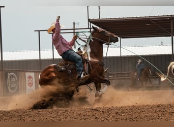 American Paint Horse, Gelding, 7 years, 15 hh, Tobiano-all-colors