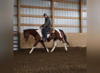 American Paint Horse, Gelding, 7 years, 15 hh, Tobiano-all-colors