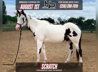 American Paint Horse, Gelding, 7 years, 15 hh, Tovero-all-colors