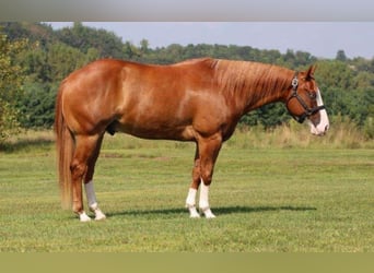 American Paint Horse, Gelding, 7 years, 15,1 hh, Overo-all-colors