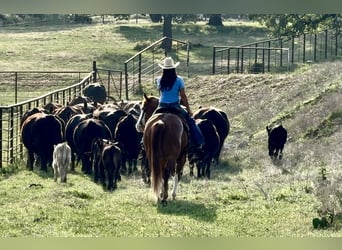 American Paint Horse, Gelding, 7 years, 15,1 hh, Overo-all-colors