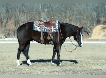 American Paint Horse, Gelding, 7 years, 15,2 hh, Black