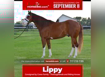 American Paint Horse, Gelding, 7 years, 15,2 hh, Sorrel