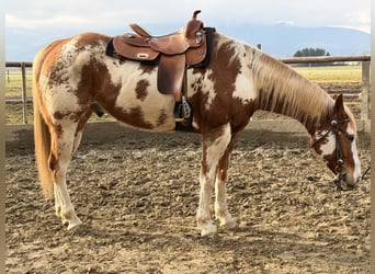 American Paint Horse, Gelding, 7 years, 15,2 hh, Sorrel