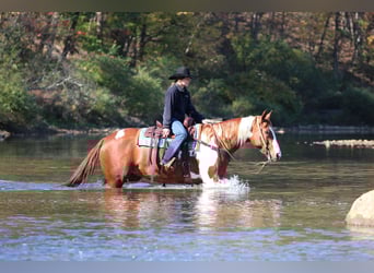 American Paint Horse, Gelding, 7 years, 16.2 hh, Pinto
