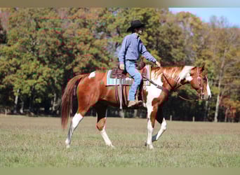American Paint Horse, Gelding, 7 years, 16.2 hh, Pinto