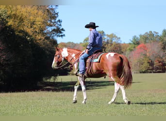 American Paint Horse, Gelding, 7 years, 16,2 hh, Pinto
