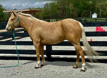American Paint Horse, Gelding, 7 years, Palomino