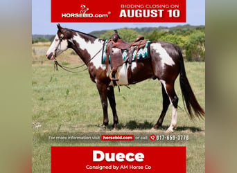 American Paint Horse, Gelding, 7 years, Pinto
