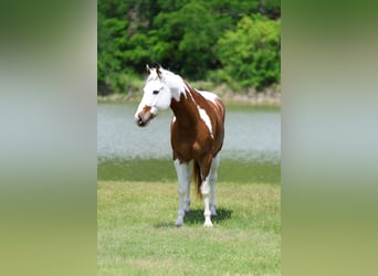 American Paint Horse, Gelding, 7 years, Sorrel
