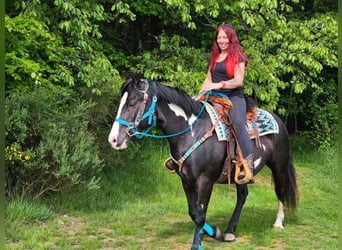 American Paint Horse, Gelding, 8 years, 14.2 hh, Overo-all-colors
