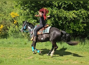 American Paint Horse, Gelding, 8 years, 14.2 hh, Overo-all-colors