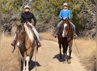 American Paint Horse, Gelding, 8 years, 14,2 hh, Pinto