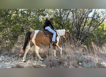 American Paint Horse, Gelding, 8 years, 14,2 hh