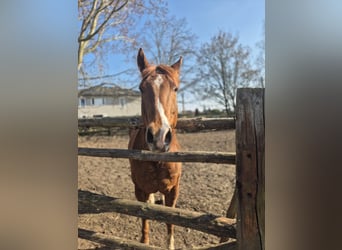 American Paint Horse, Gelding, 8 years, 15.1 hh, Chestnut-Red