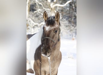American Paint Horse, Gelding, 8 years, 15.1 hh, Tobiano-all-colors