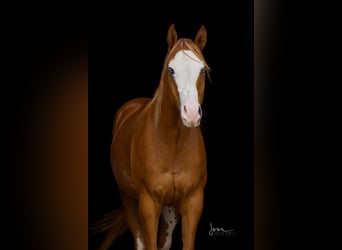 American Paint Horse, Gelding, 8 years, 15.2 hh, Chestnut-Red