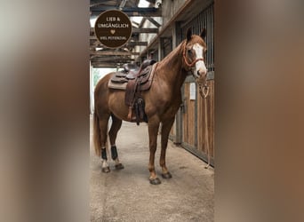 American Paint Horse, Gelding, 8 years, 15 hh, Chestnut-Red