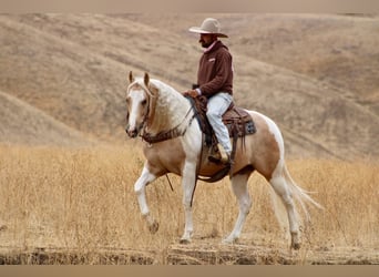 American Paint Horse, Gelding, 8 years, 15 hh, Palomino