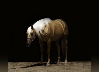 American Paint Horse, Gelding, 8 years, 15 hh, Palomino