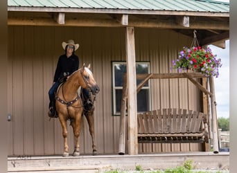 American Paint Horse, Gelding, 8 years, 15 hh, Palomino