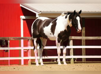 American Paint Horse, Gelding, 8 years, 15,1 hh, Pinto