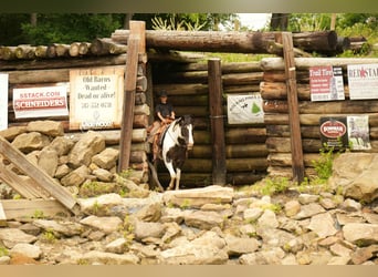 American Paint Horse, Gelding, 8 years, 15,1 hh, Pinto